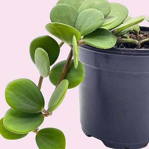 BubbleBlooms Peperomia Hope in a 4 inch Pot rotundifolia