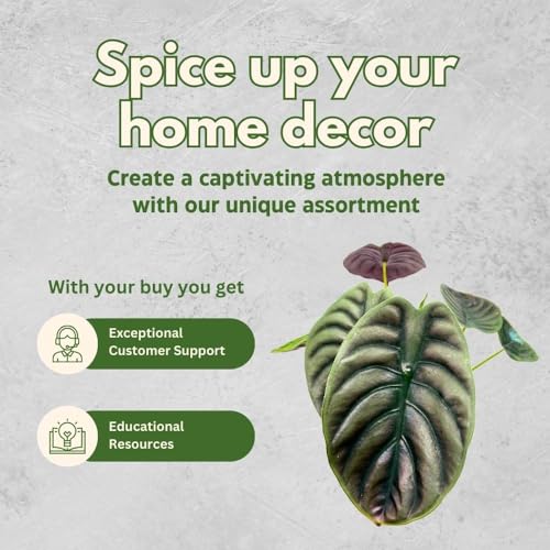 BubbleBlooms Alocasia Cuprea Red Secrets in a 6 inch Pot