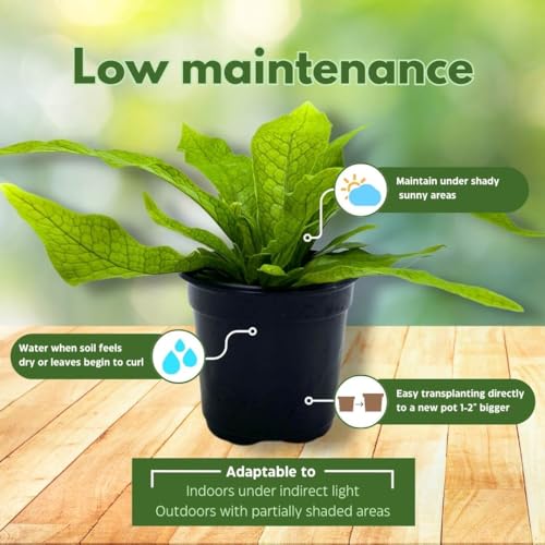 BubbleBlooms Crocodile Fern Microsorum musifolium Crocodyllus in a 4 inch Pot