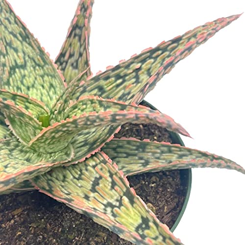 BubbleBlooms White Aloe in a 4 inch Pot Aloe rauhii Reynolds, Snowflake Aloe