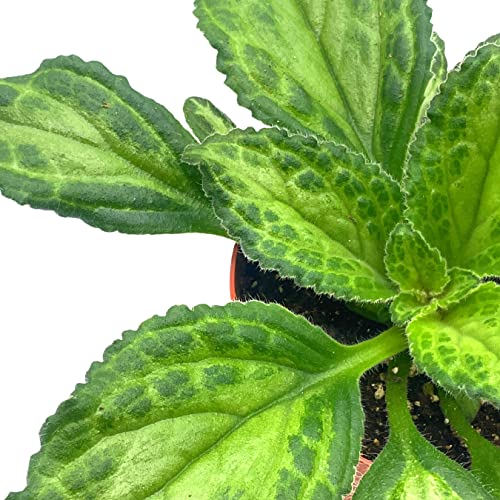BubbleBlooms Harmony's Patina Gesneriad Primulina Dryas, 6 inch African Violet Chirita Plant