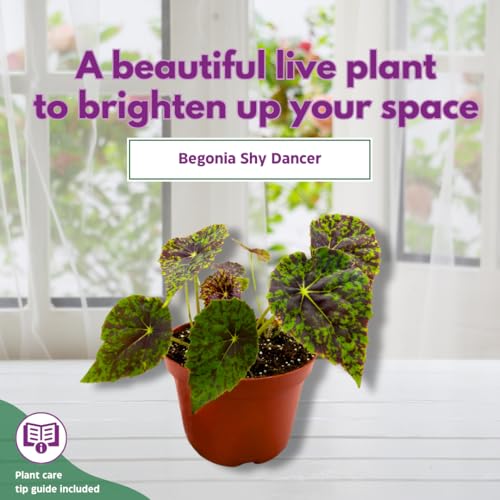 Harmony Foliage Shy Dancer Begonia Rhizomatous 6 inch Green Spotted Rhizo