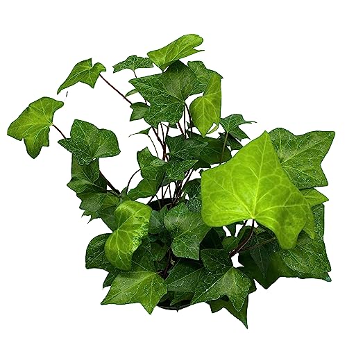 BubbleBlooms Algerian Ivy, Canary Island Ivy, Canary Ivy, Coney Island Ivy, Madeira Ivy in 6 inch Pot