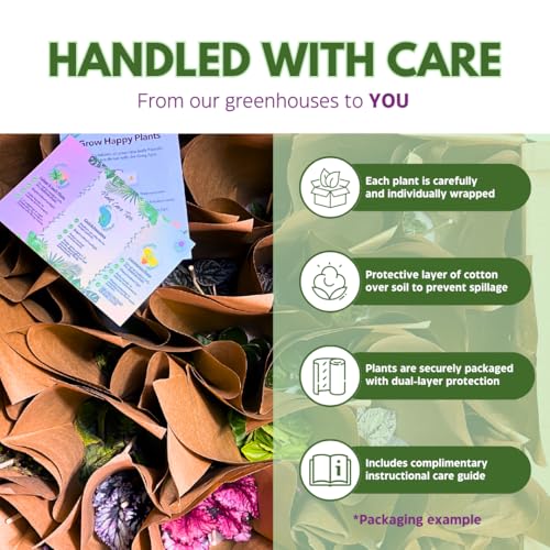 Harmony Foliage Episcia Flame Violet Wholesale Assortment in 4 inch Pots 15-Pack Bulk