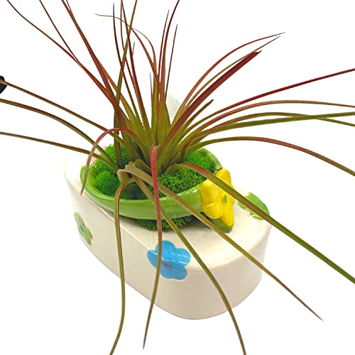 BubbleBlooms Tillandsia Planted in a Ceramic Sandal Shaped Planter, Flip Flop Pot