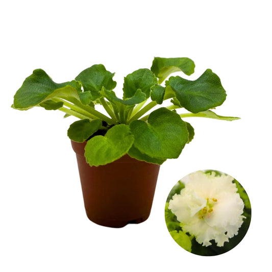 Harmony Foliage Mini African Violet Lil Glimpse O' Spring, 2 inch White Flower