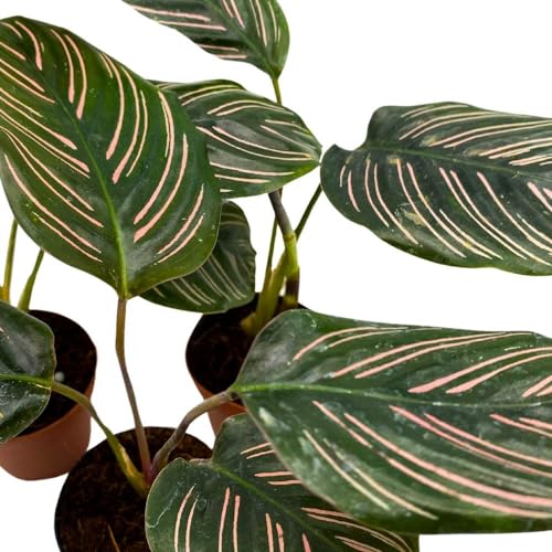 BubbleBlooms Calathea Ornata Pinstripe 2 inch Set of 3 Prayer Plant Tiny Mini Pixie Plants