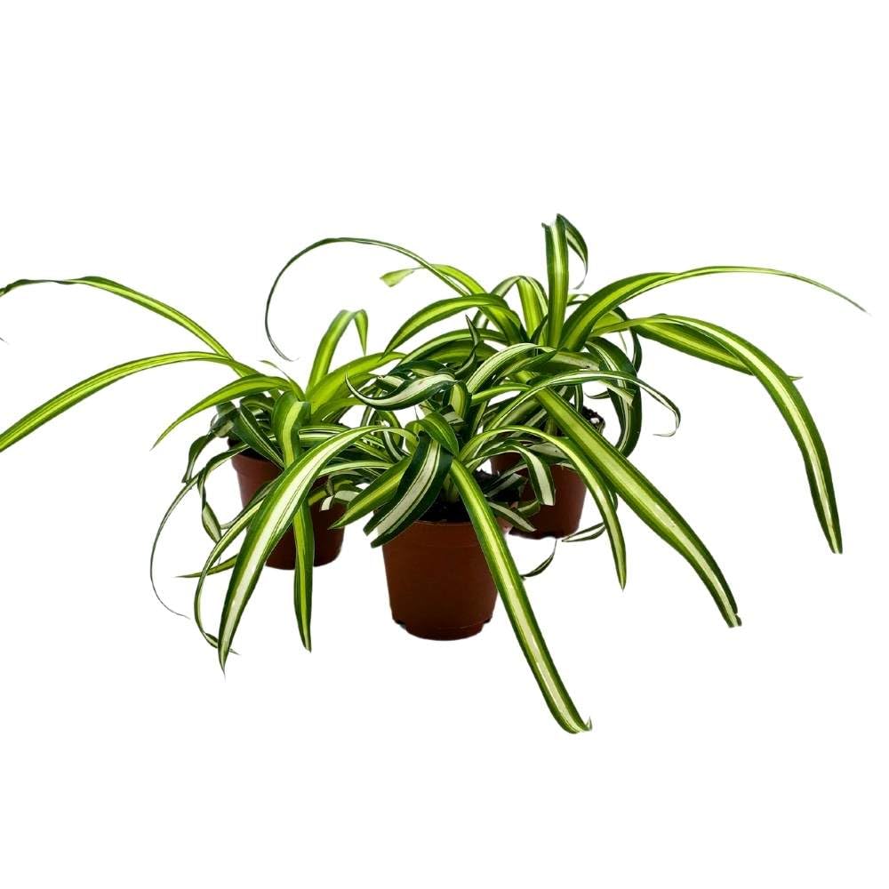 Spider Plant Chlorophytum comosum, 2 inch Set of 3, Tiny Mini Pixie Plant