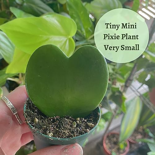 BubbleBlooms Green Hoya Kerrii Heart in a 2 inch Pot Sweetheart Mother's Day Plant