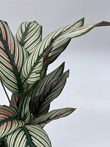 BubbleBlooms Calathea majestica, in a 4 inch Pot, Striped Pyjamas, White Star