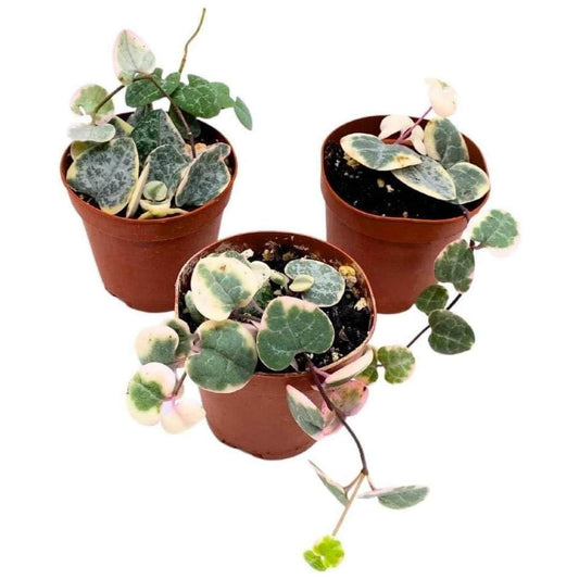 Variegated String of Hearts, 2 inch Set of 3, Ceropegia woodii Variegata Tiny Mini Pixie Plants