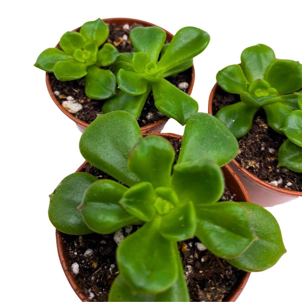 Echeveria Emerald Ripple, 2 inch Set of 3, Garden Succulents Tiny Mini Pixie