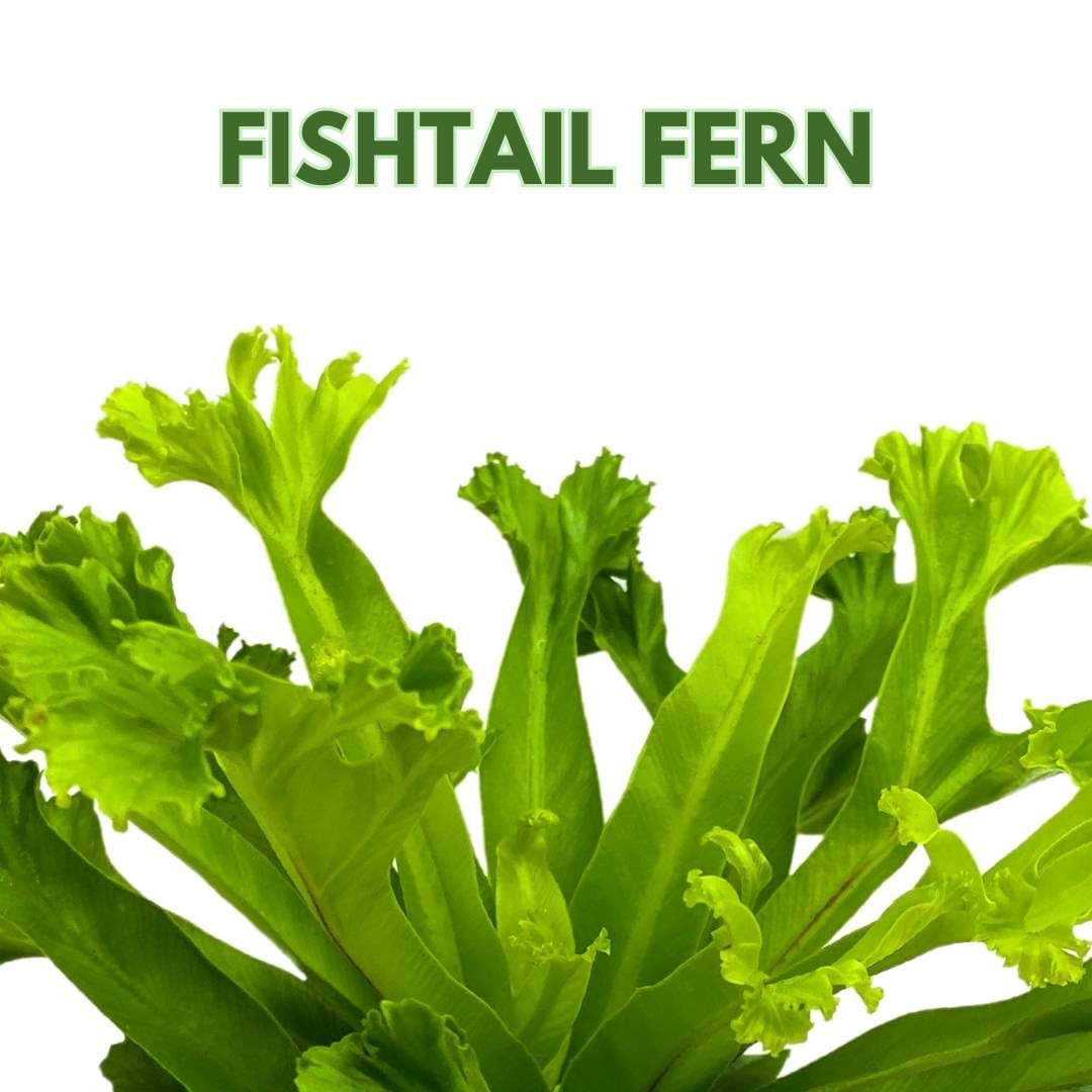 BubbleBlooms Fishtail Fern 4 inch Microsorum punctatum Forked Tips Grandiceps