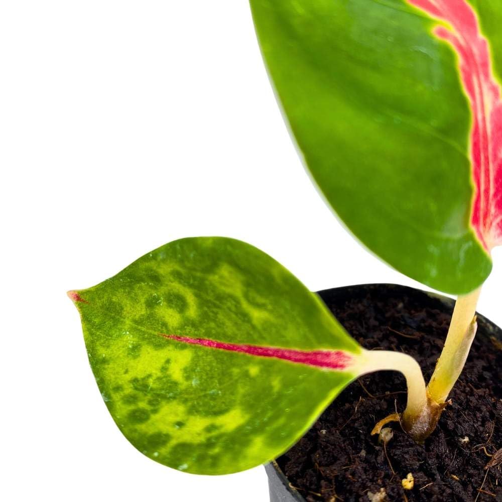 Red King, 2 inch, Red Stripe Aglaonema commutatum