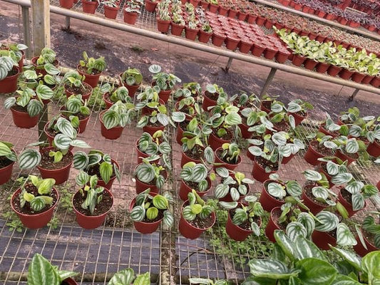 Harmony Foliage Watermelon Peperomia in 4 inch pots 15-Pack Bulk Wholesale Plants Pep argyreia