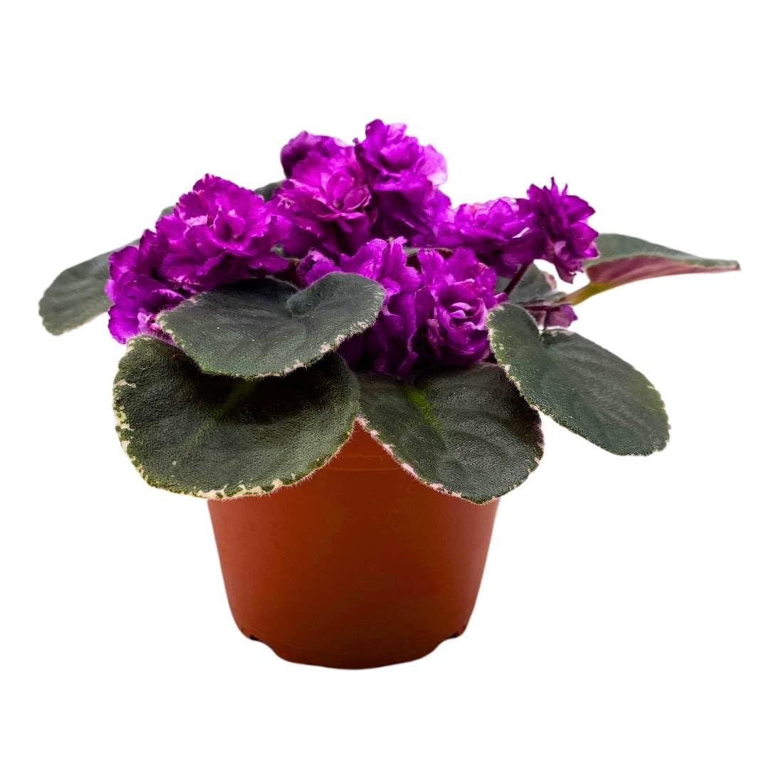 Harmony Foliage African Violet Wrangler's Big Country 4 inch