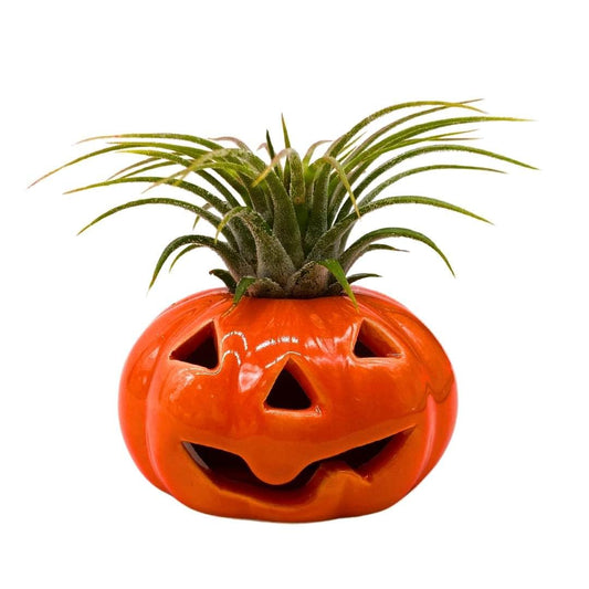 BubbleBlooms Halloween Ceramic Pumpkin Jack-o-Lantern Air Plant Holder Resin Art Sculpture Hand Made