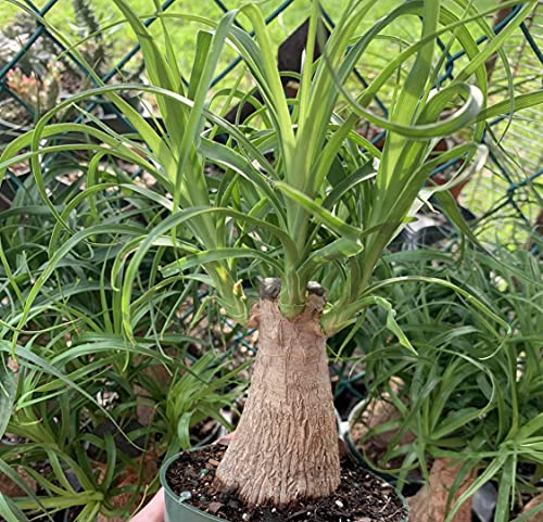 BubbleBlooms Indoor Stumpy Palm Tree, Stump in 4 inch Pot