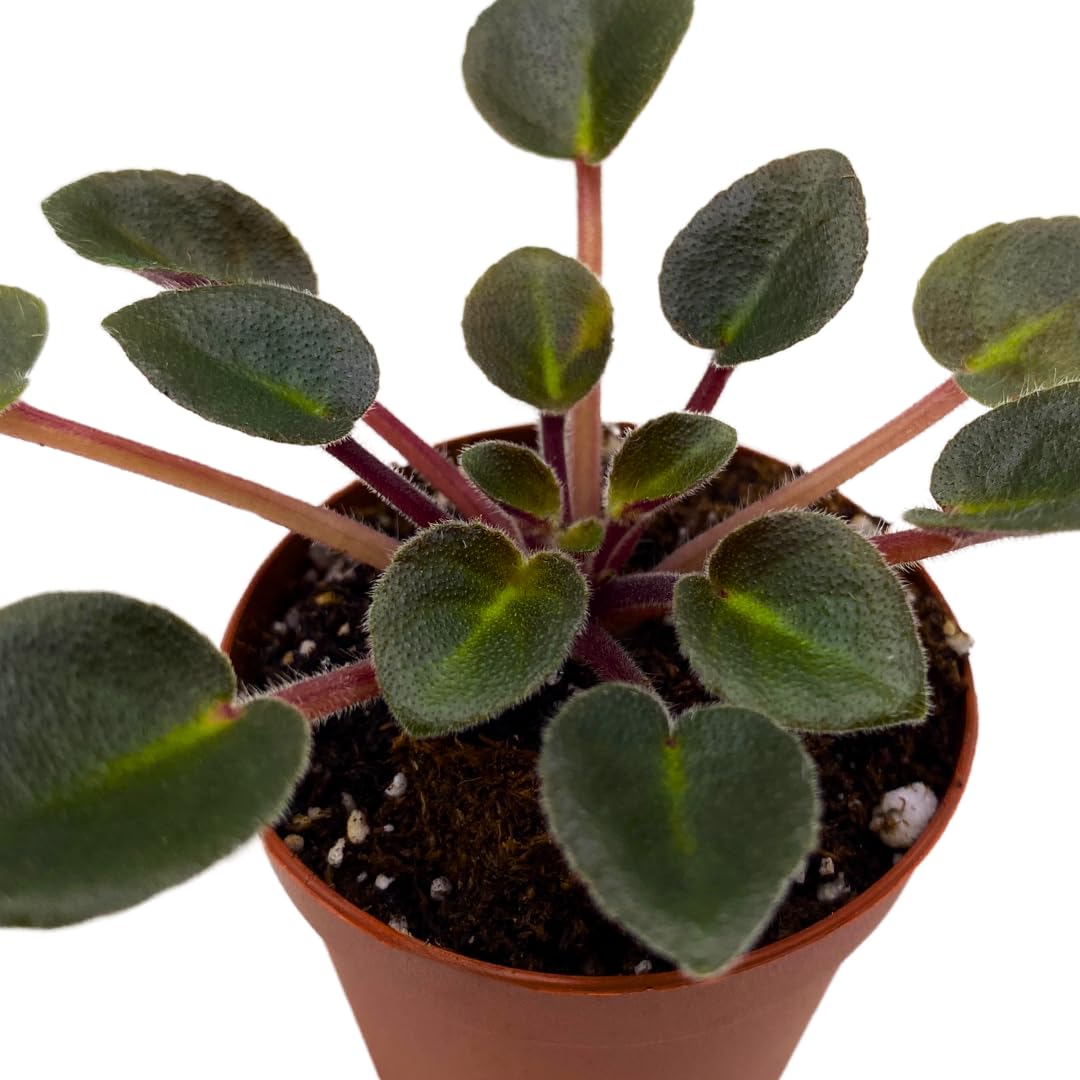 Harmony Foliage Mini African Violet Jolly Dear 2 inch Pink Flower