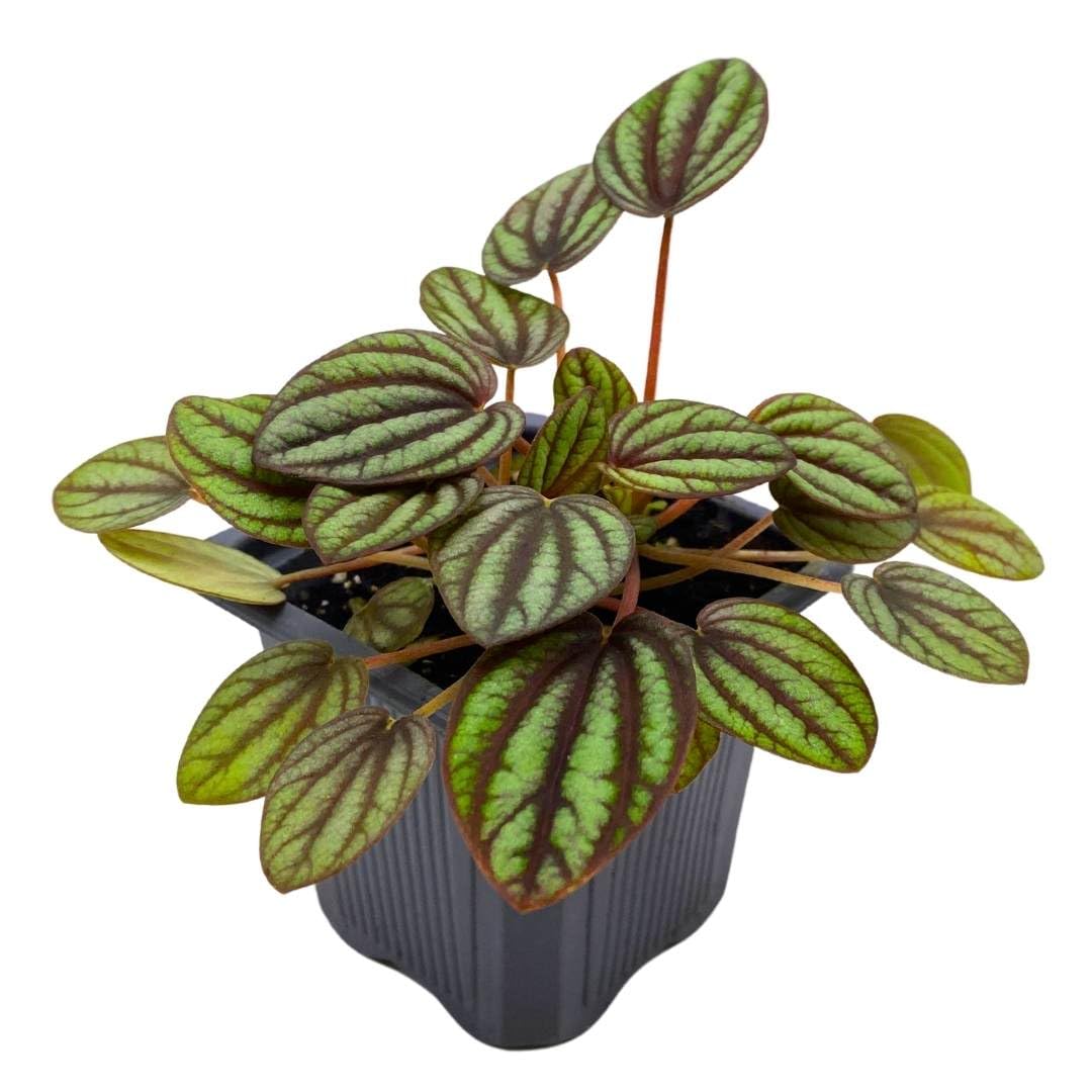 Harmony Foliage Peperomia Piccolo Banda Ripple in a 3 inch Pot