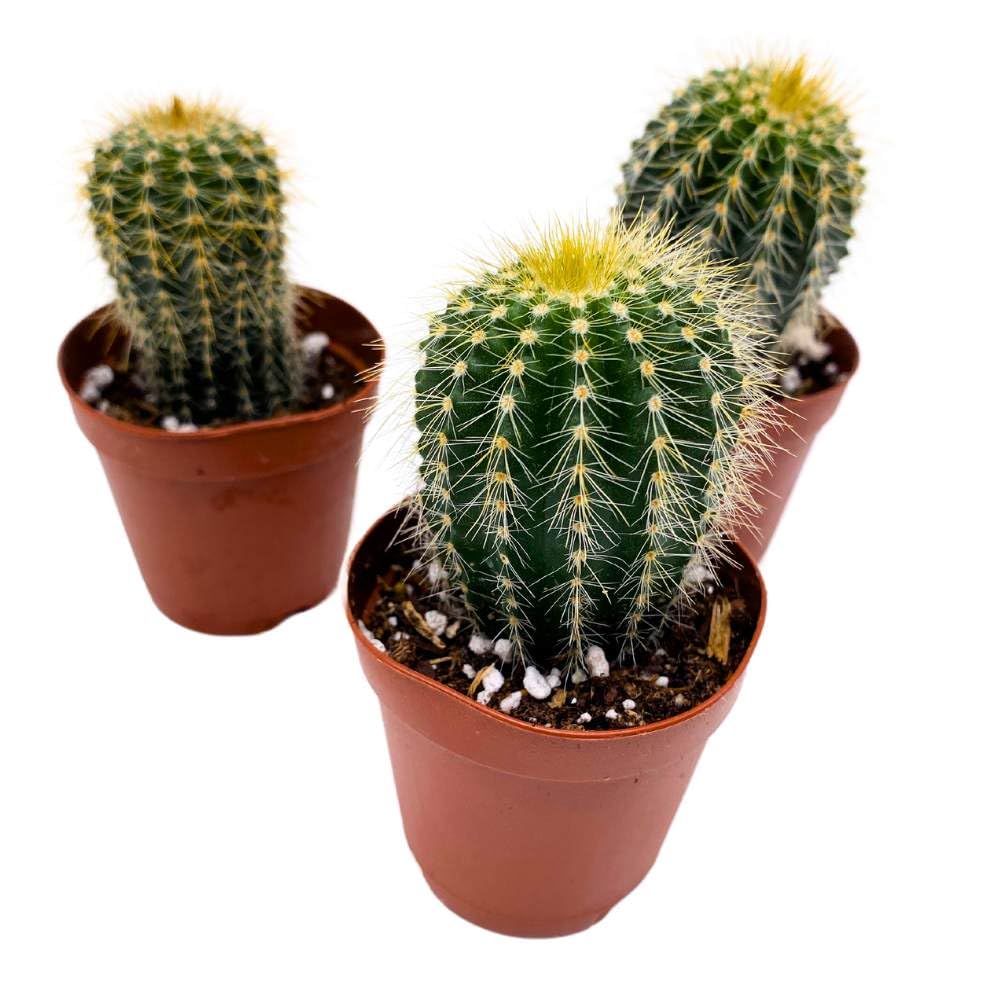 Golden Barrel Cactus, 2 inch Set of 3, Kroenleinia grusonii Gold Ball Tiny Mini Pixie Plants