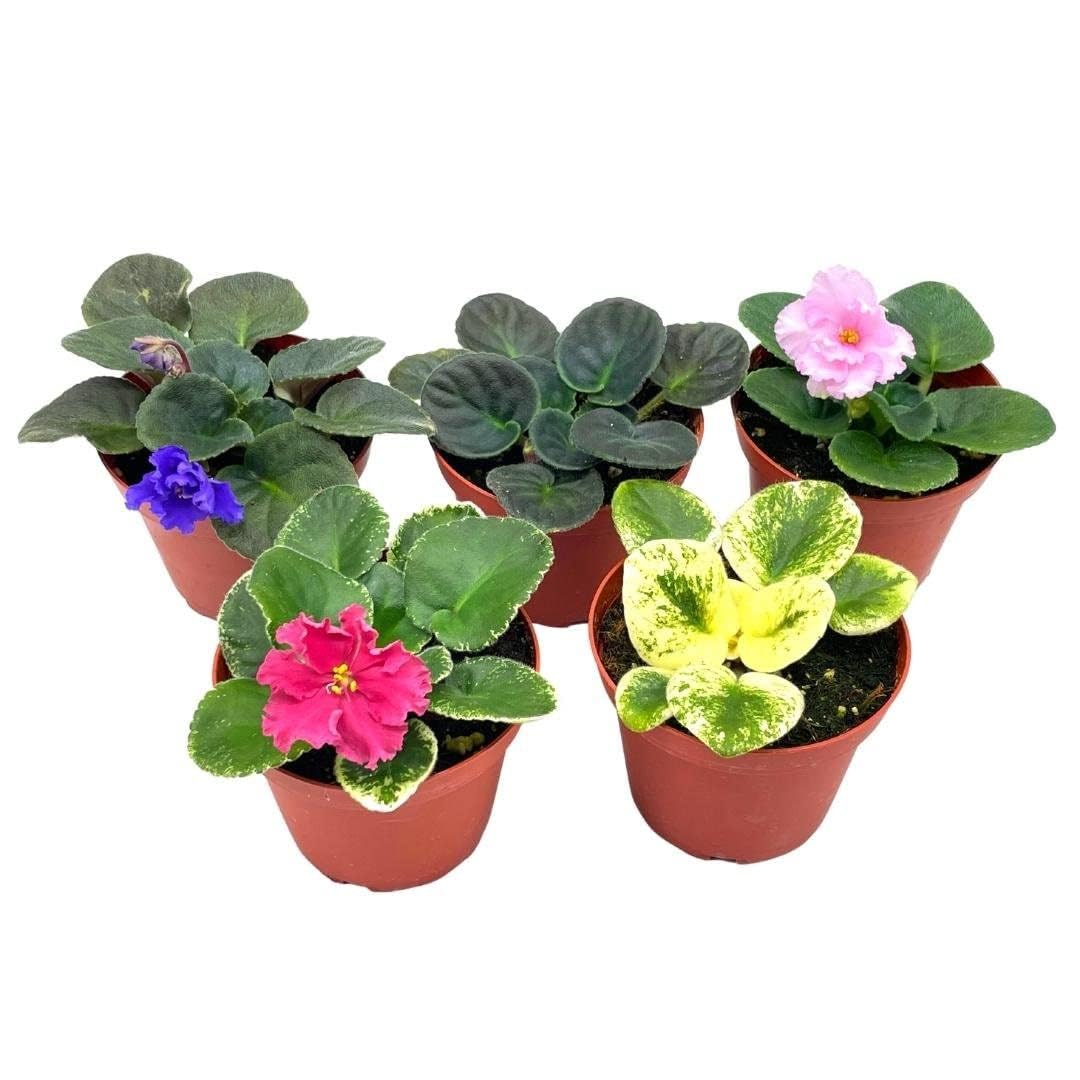 BubbleBlooms Harmony's African Violet Assortment Set, 4 inch pots 5 Different African Violets Plants, Saintpaulia Variety Assorted, Unique Homegrown Exclusive