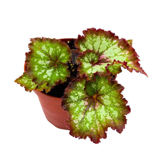 Harmony's Heart's Desire Begonia Rex 4 inch