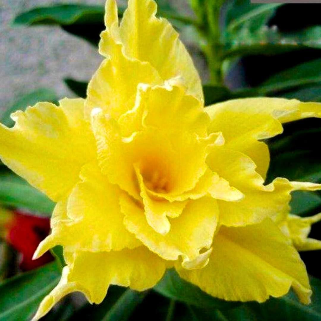 BubbleBlooms Desert Rose Golden Cicada 5 inch Pot Yellow Exotic Rare Flower