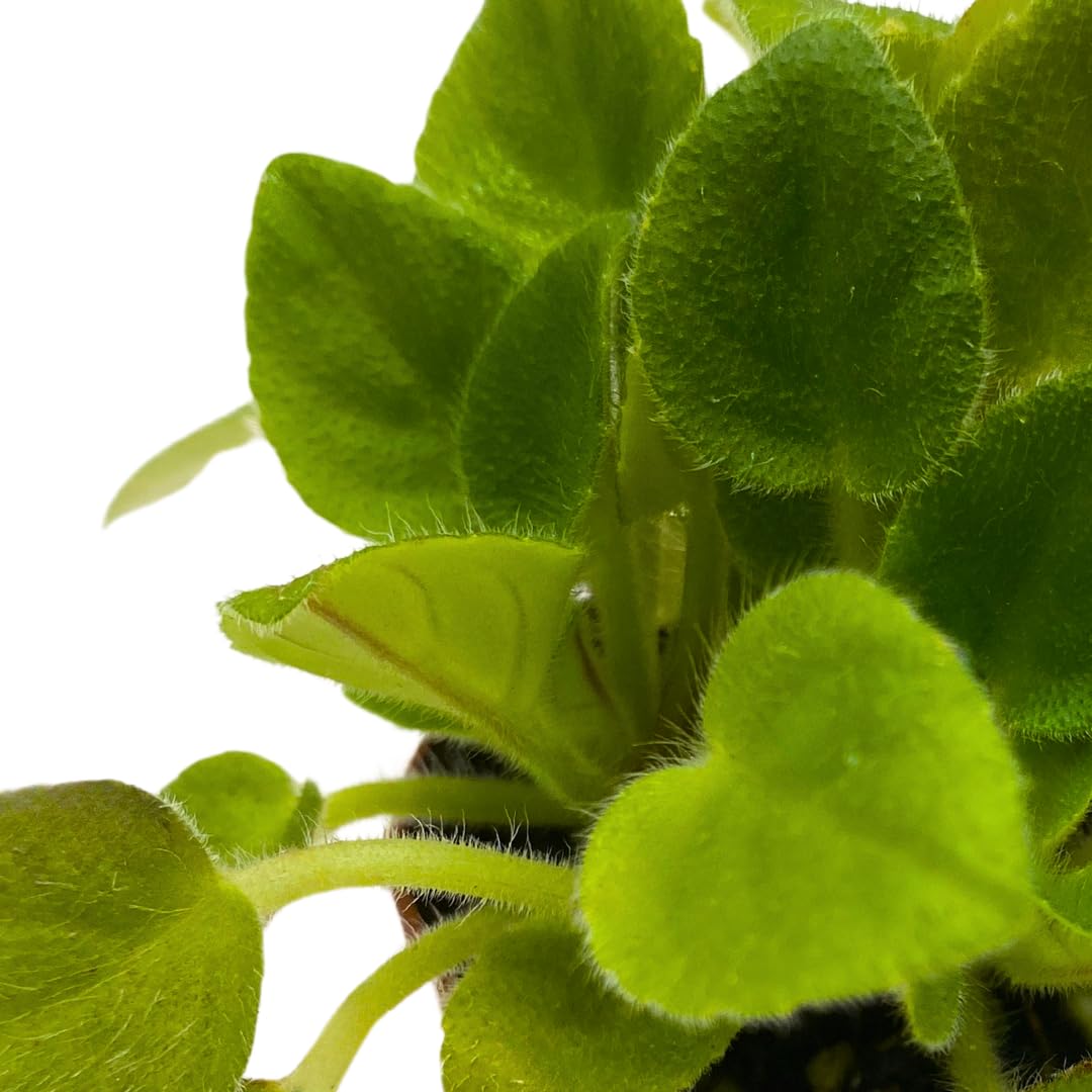 Harmony Foliage Mini African Violet Rob's Loose Noodle, 2 inch Purple Flower