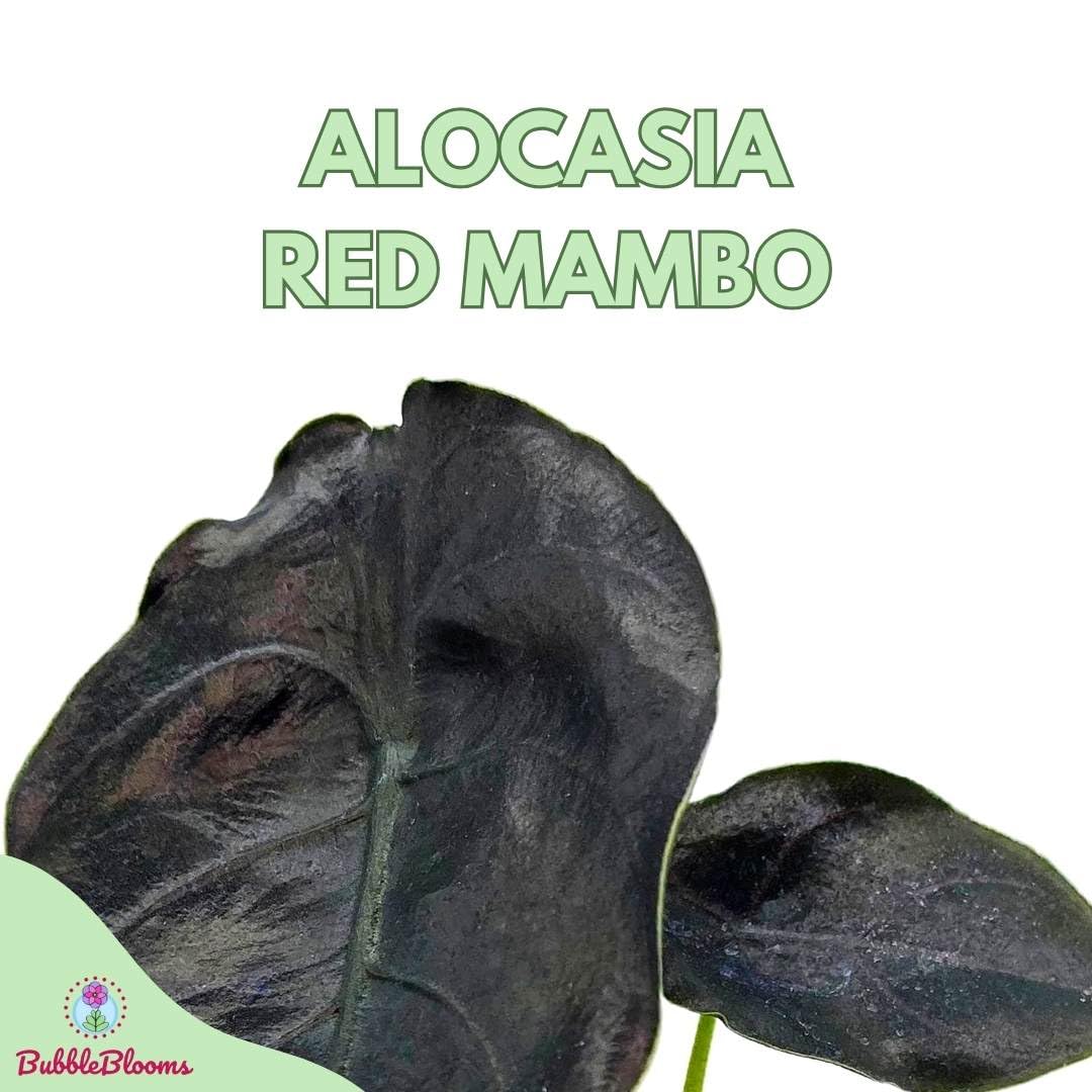 Alocasia Red Mambo, Alocasia Azlanii, Elephant Ear in 2 inch Pot