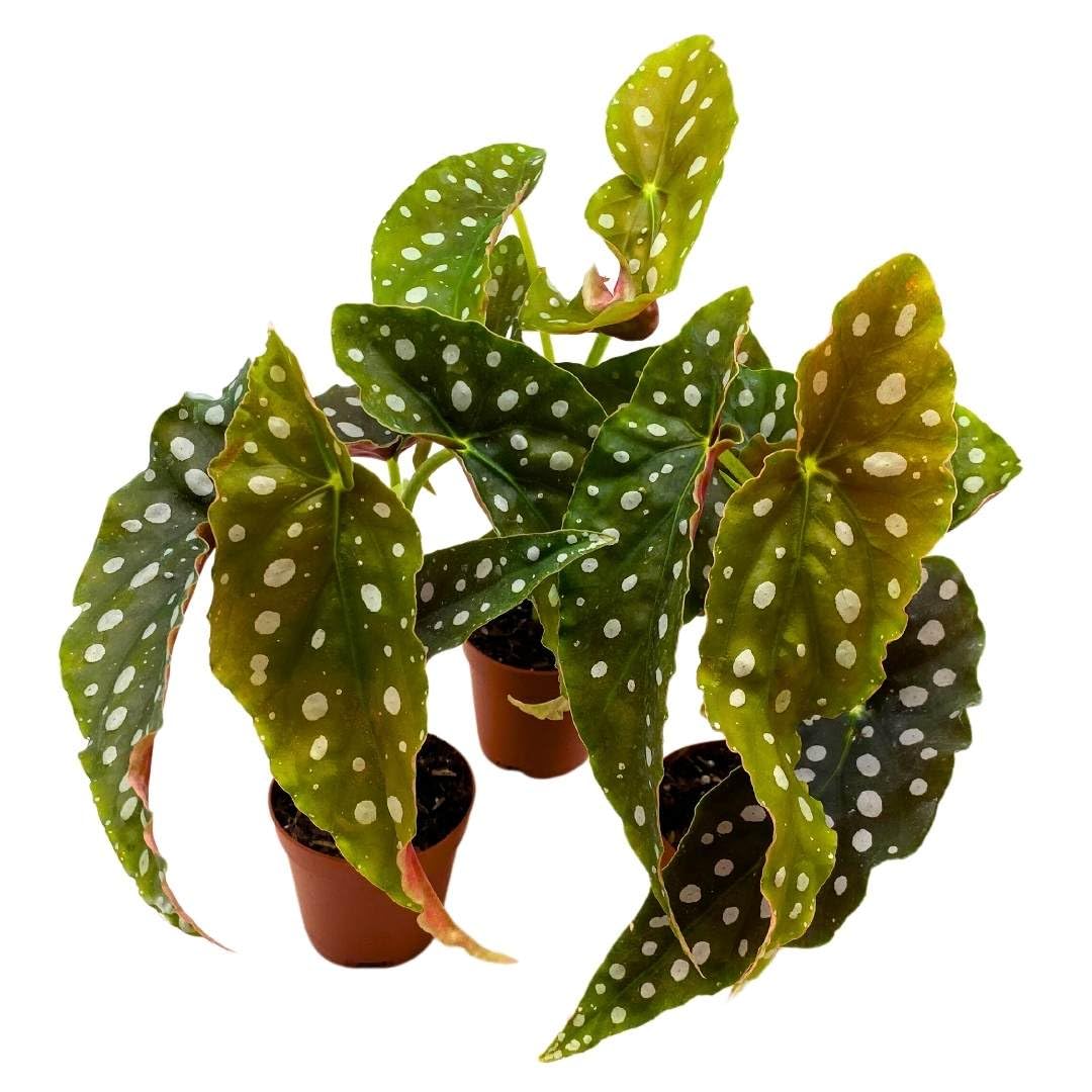 BubbleBlooms Begonia Maculata 2 inch Set of 3 Polka Dot Angel Wing