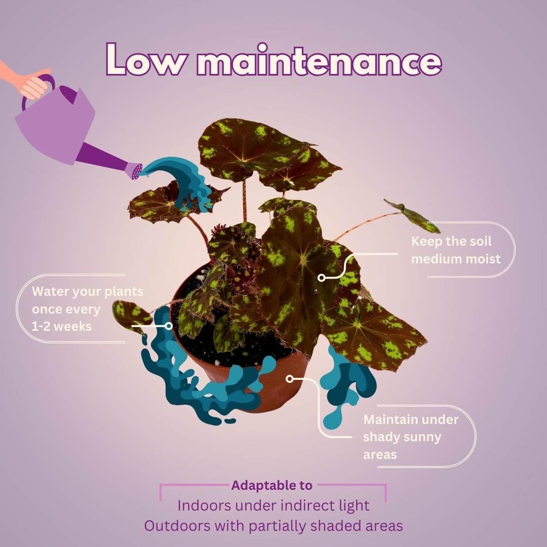 Harmony Foliage Begonia Kit Kat 4 inch Rhizomatous Red with Yellow Spots