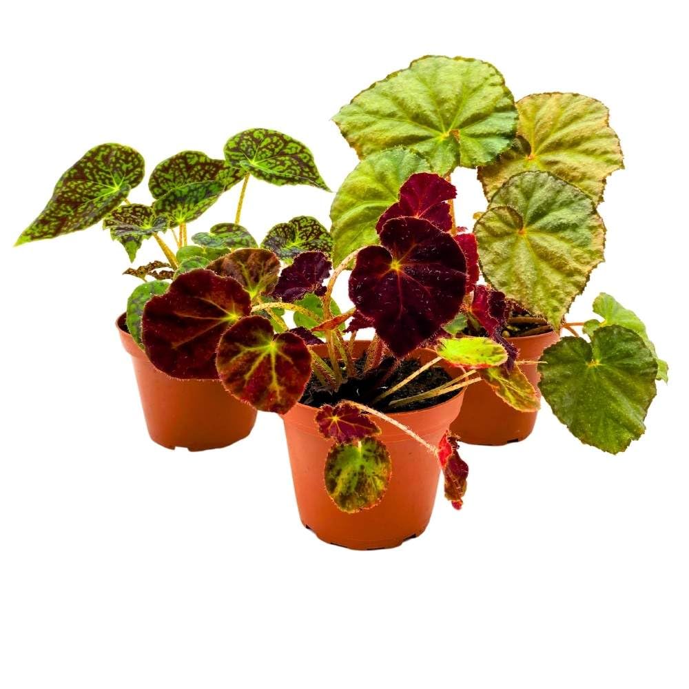 Harmony's Rhizomatous Begonia Assortment, 4 inch 3 Different Rhizo Begonias