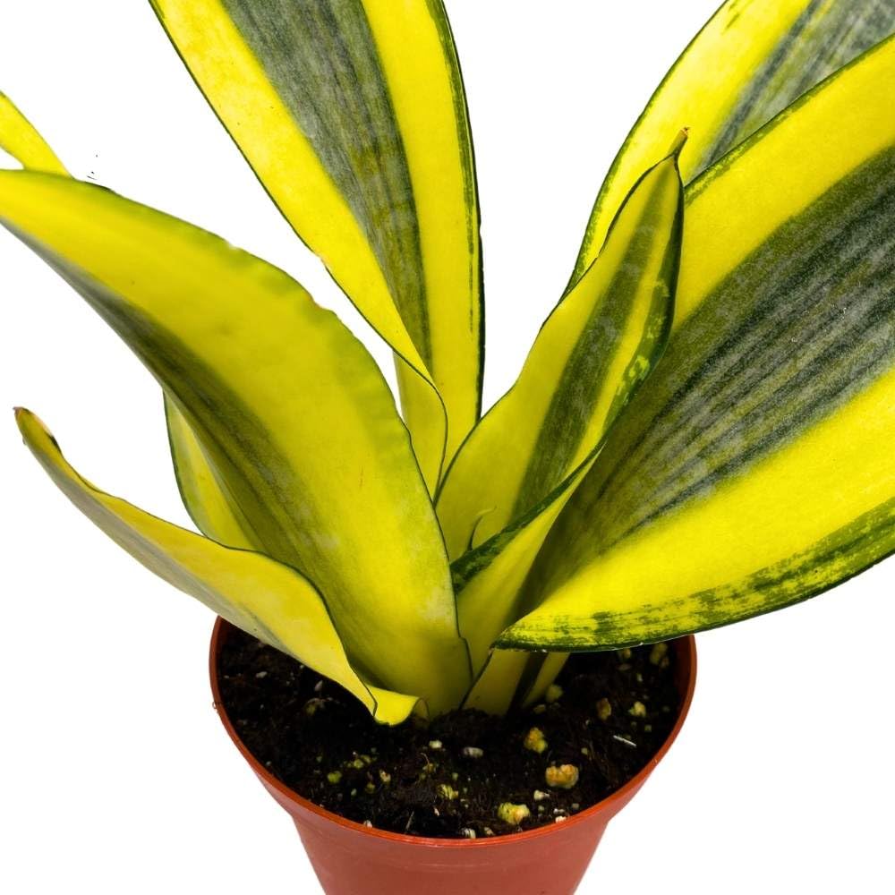 Sansevieria Gold Dust 4 inch Rare Dracaena trifasciata Hybrid Snake Plant