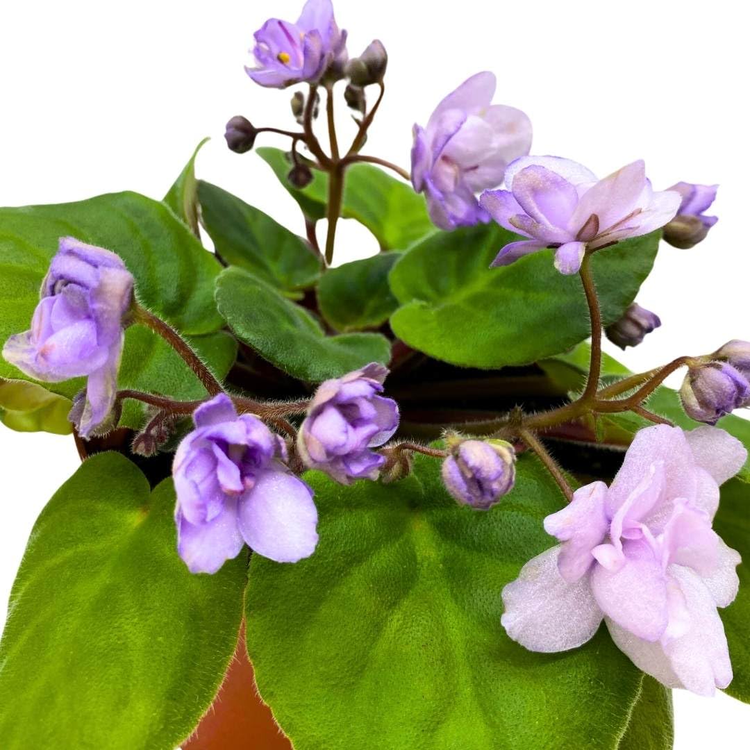 Harmony Foliage African Violet Smokey Moon 4 inch Gesneriad