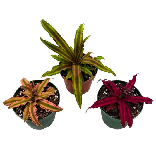 BubbleBlooms Crpyanthus Assortment Earth Star Set of 3 in a 4 inch Pot