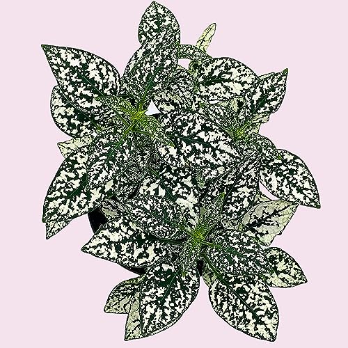 BubbleBlooms White Hypoestes Phyllostachya in a 4 inch Pot Polka Dot Flamingo Plant