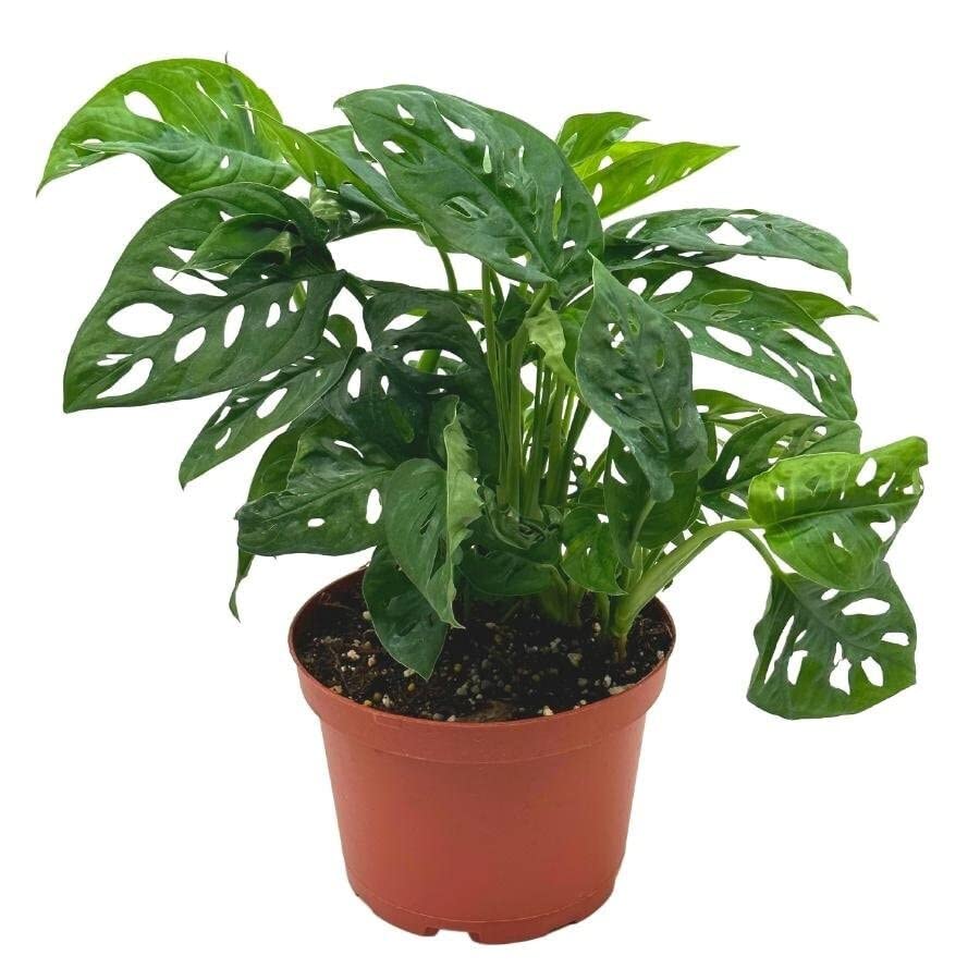 Swiss Cheese Plant, 6 inch Pot, Monstera Adansonii, Five Holes Vine Big Indoor House Plant