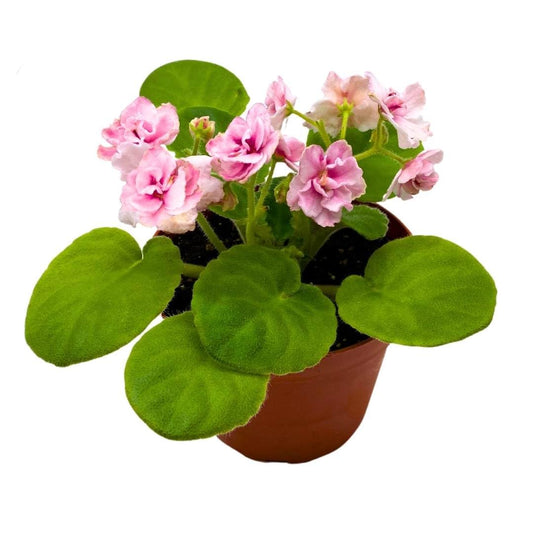 Harmony Foliage African Violet Aca's Pink Delight 4 inch Gesneriad