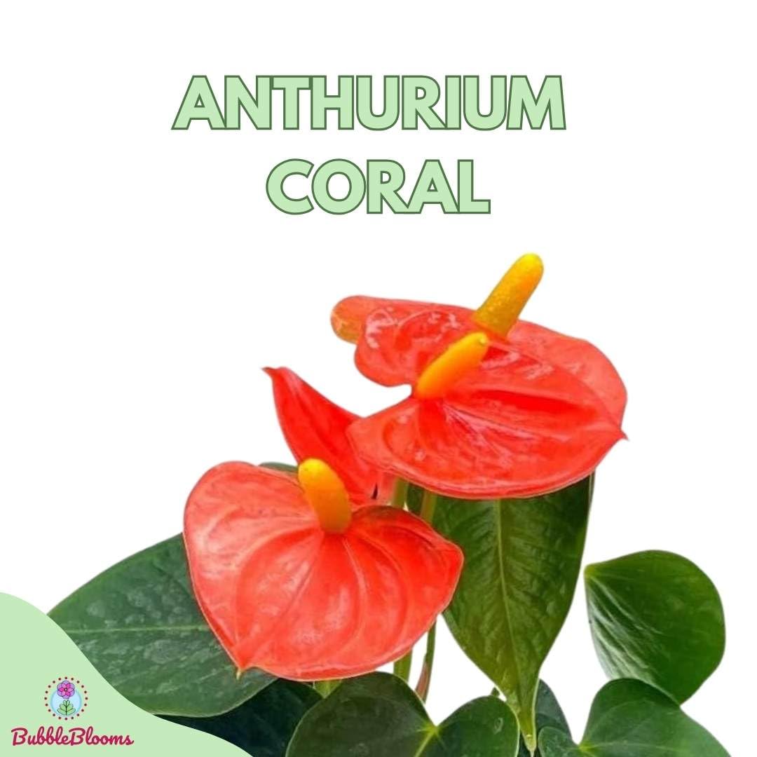 BubbleBlooms Anthurium Coral, Orange - ish in a 4 inch Pot Heart Shaped Leaf