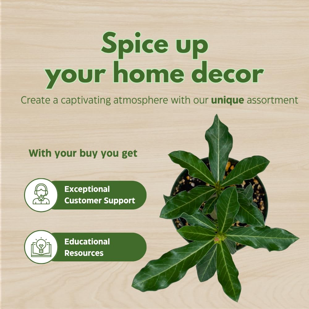 BubbleBlooms Desert Rose Guangyao in a 4 inch Pot Extremely Rare Flower