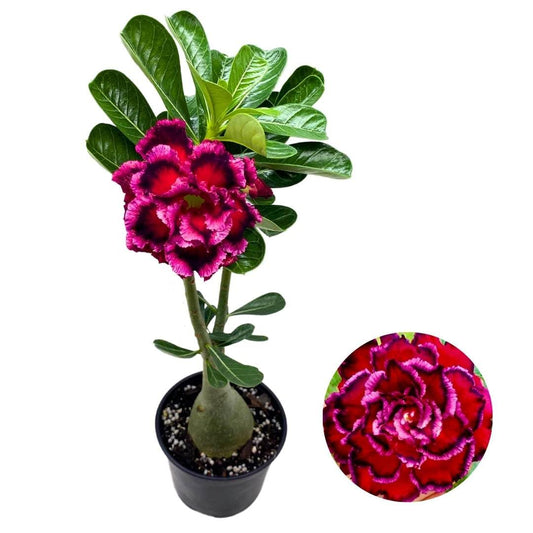 BubbleBlooms Desert Rose Seven Heaven 5 inch Pot Black Red and Pink Variegated Exotic Rare Ruffle Flower