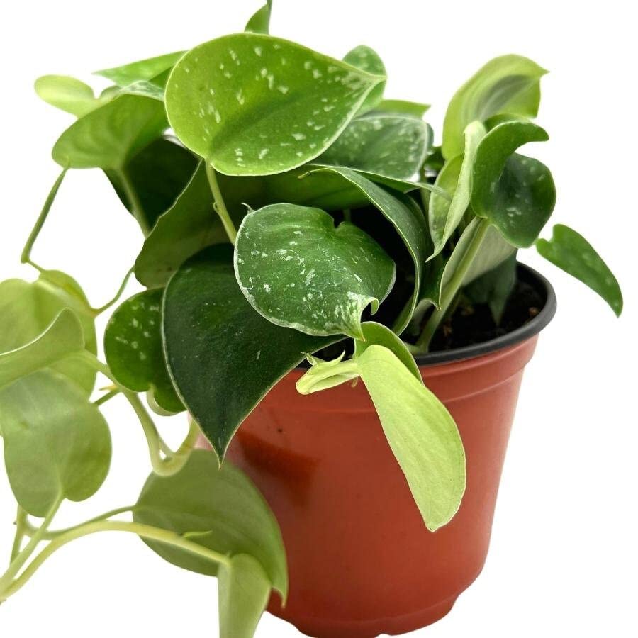 satin pothos vs. philodendron silver BubbleBlooms Silver Pothos in a 6 inch Pot Satin Silver Philodendron, – Florida House Plants