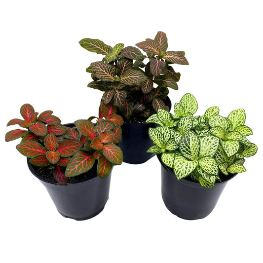 Fittonia Nerve Plant Assortment, 4 inch Set of 3, Red White and Pink, Mosaic Jewel Creeping Indoor Plant Albivenis