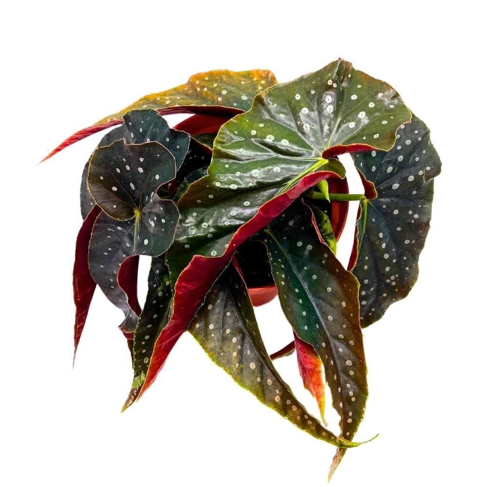 Harmony's Angel Kisses Angel Wing, 6 inch Cane Begonia Black Narrow Curly Leaf Silver Tip White Polkadots