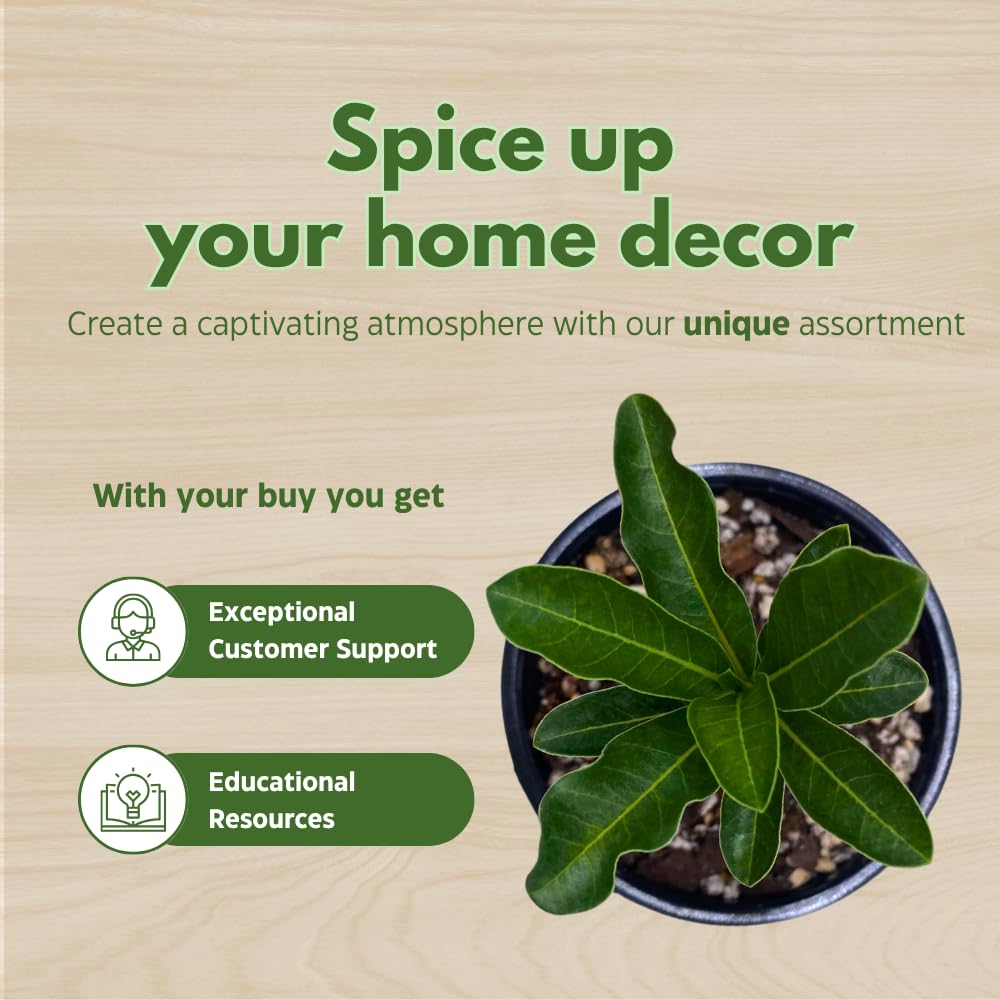 BubbleBlooms Desert Rose Julius Caesar in a 4 inch Pot Extremely Rare Flower