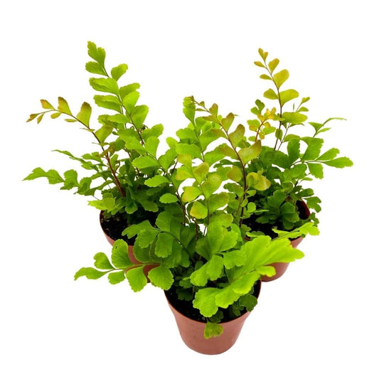 Delta Maidenhair Fern 2 inch Set of 3 Adiantum raddianum Tiny Mini Pixie Plants