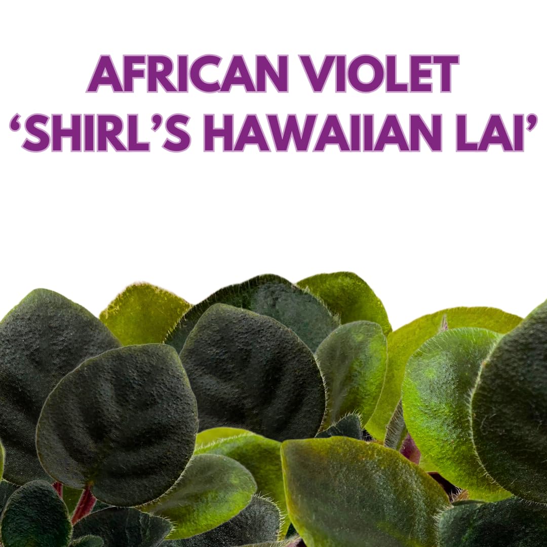 Harmony Foliage Mini African Violet Shirl's Hawaiian Lai, 2 inch Purple Flower