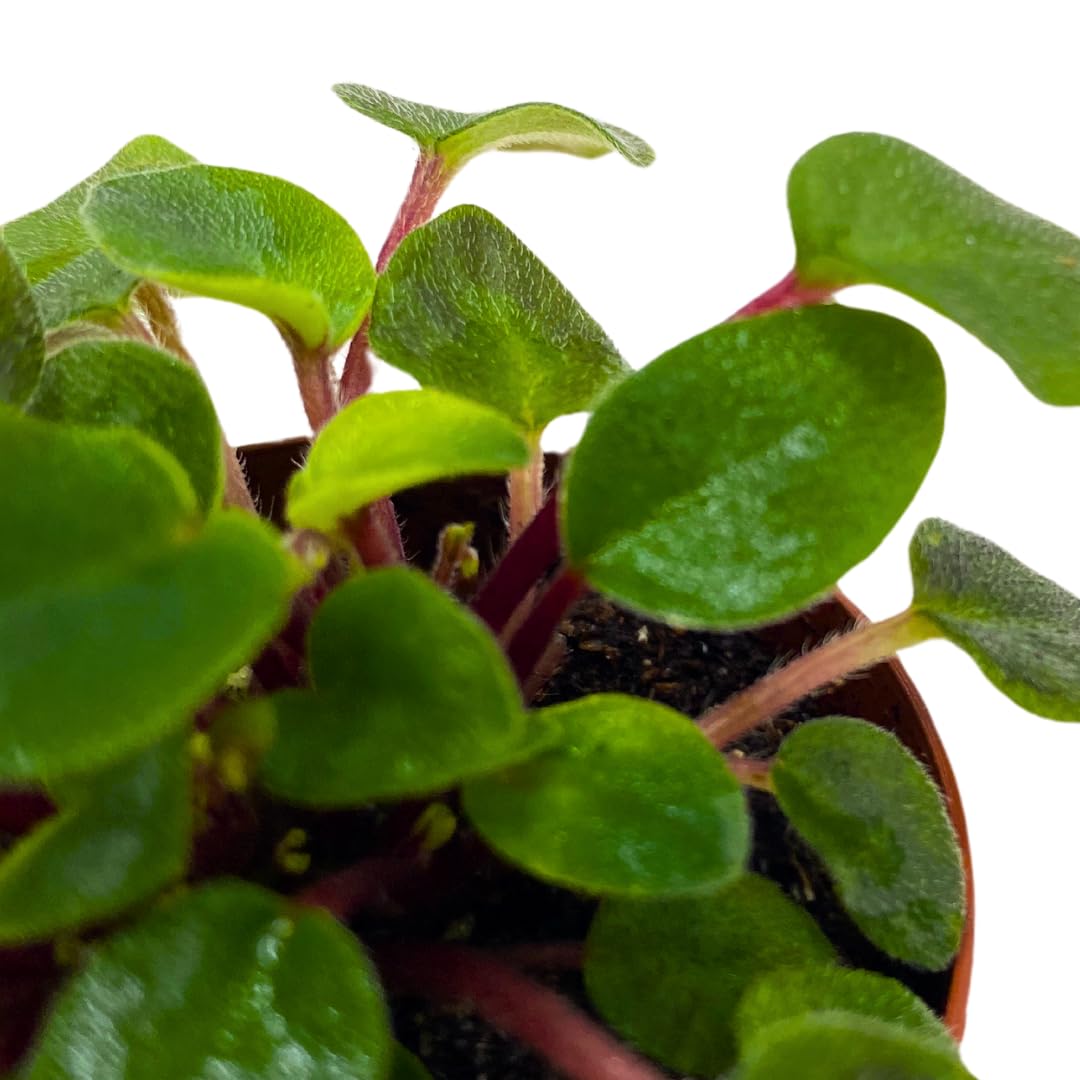 Harmony Foliage Mini African Violet Fun Trail 2 inch Purple Flower