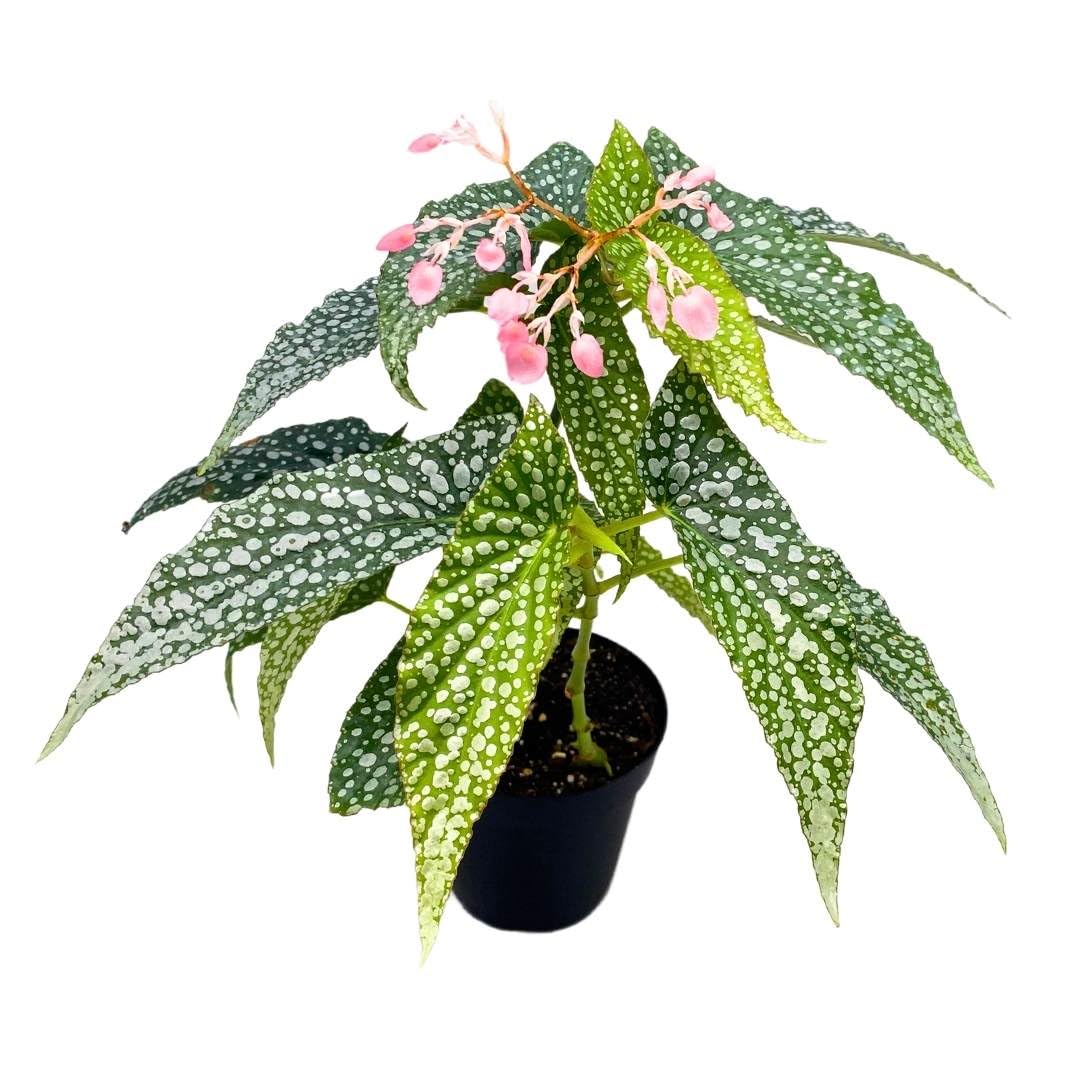 Harmony Foliage Angel Wing Cane Begonia Double Dot 4 inch